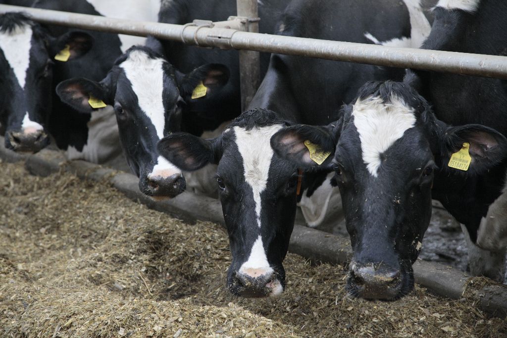 Paramą numatoma mokėti visiems pieno ūkiams, kurie turėjo įregistruotų pieninių veislių karvių šių metų rugsėjo 1 d., nepriklausomai nuo ūkio dydžio. Ričardo Pasiliausko nuotrauka
