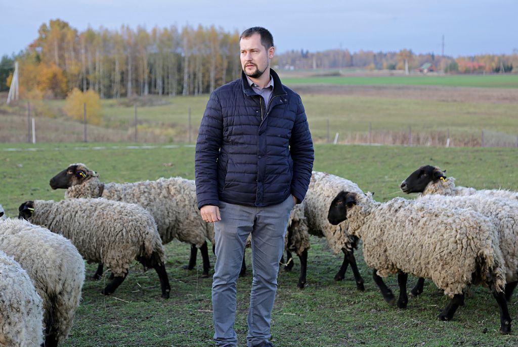 Ūkininkas Jonas Kurtinaitis, pasinaudojęs „Parama smulkiesiems ūkiams“, įsigijo 60 avių. Ričardo PASILIAUSKO nuotrauka